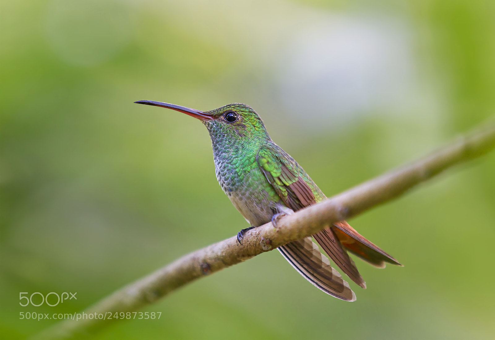 Canon EOS 7D sample photo. Rufous-tailed hummingbird ~ costa rica photography