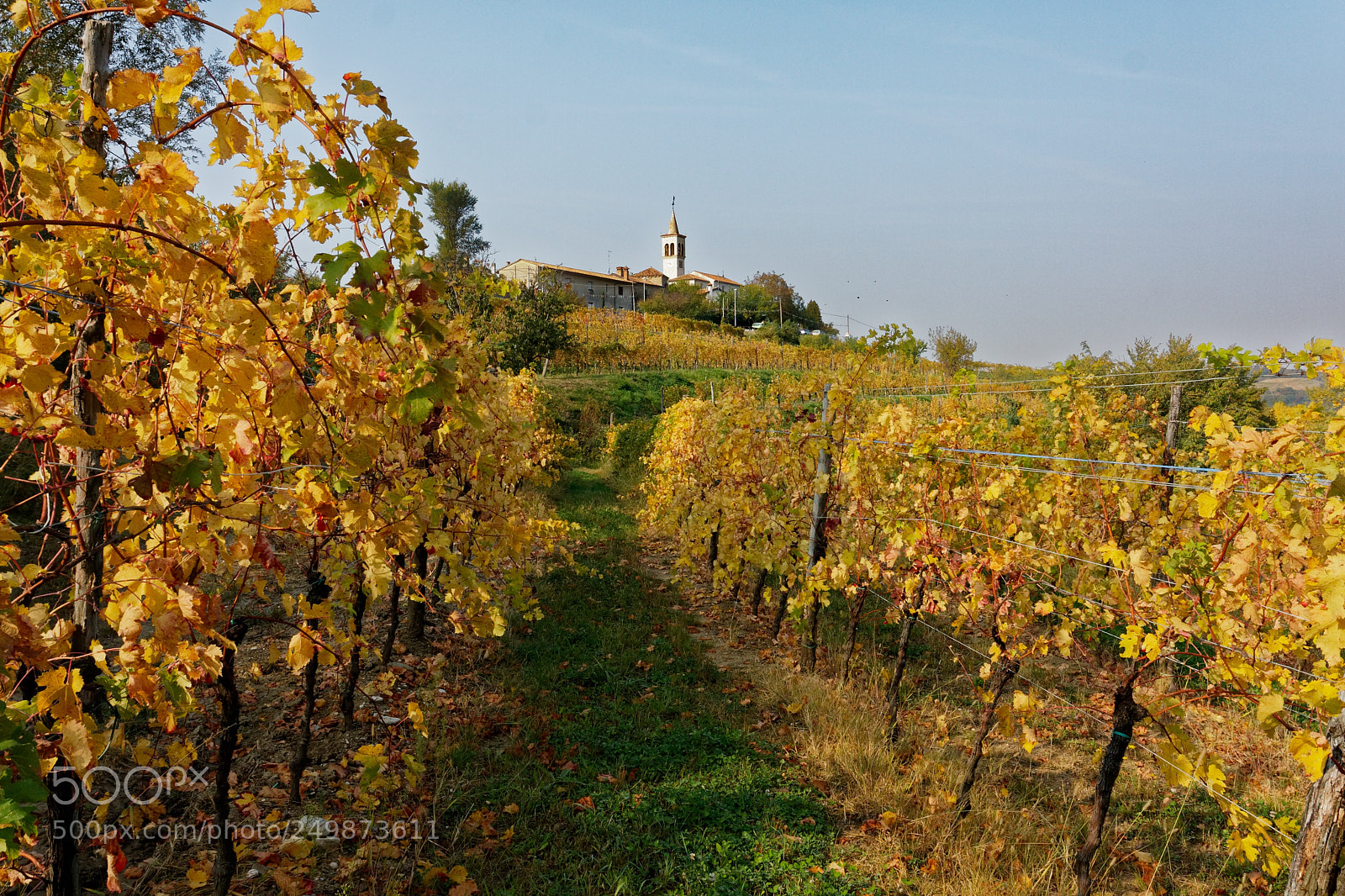 Canon EOS 40D sample photo. Collio vineyard photography