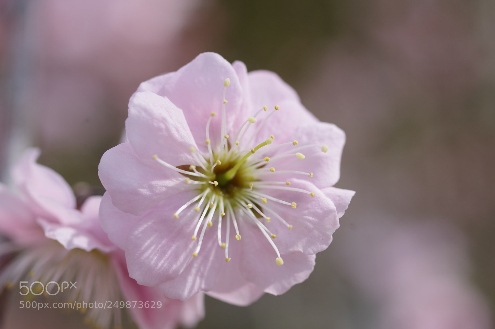Pentax K-70 sample photo. Untitled photography