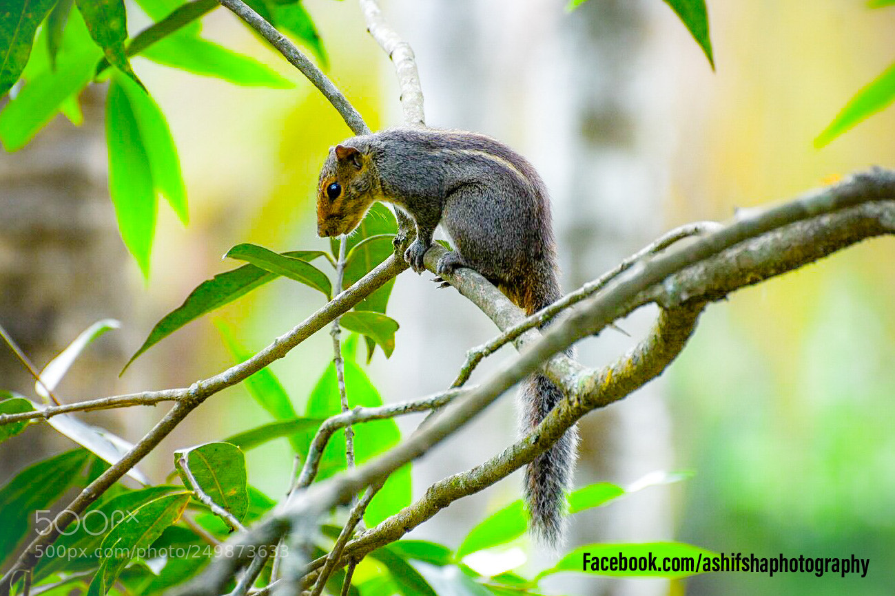 Nikon D7200 sample photo. Baby squirrel photography