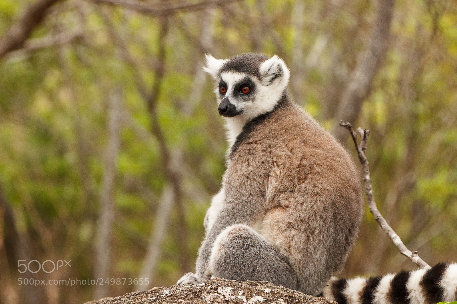 Canon EOS 600D (Rebel EOS T3i / EOS Kiss X5) sample photo. Lemur photography