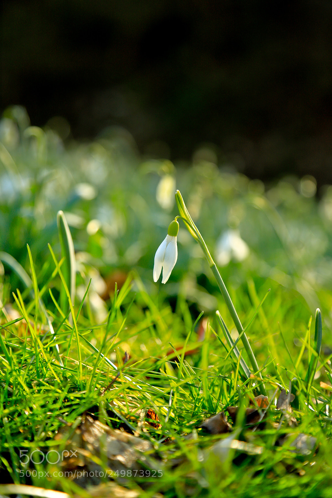 Canon EOS 6D Mark II sample photo. Snowdrop photography