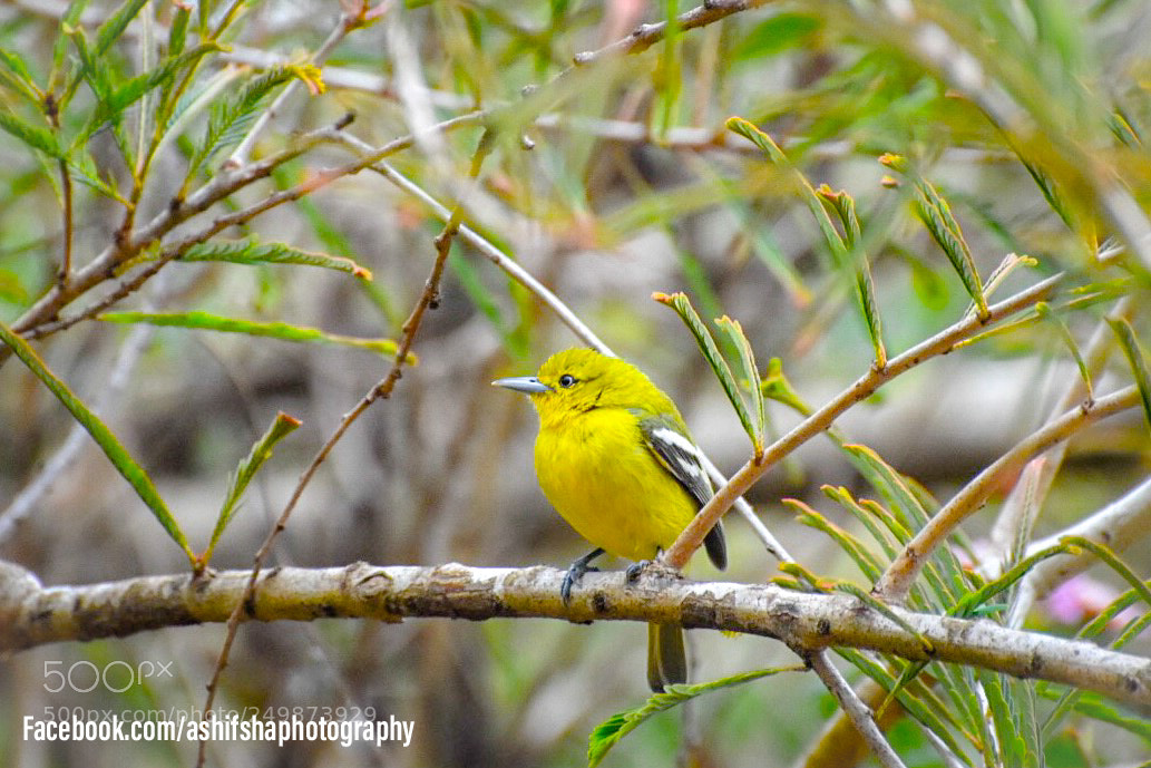 Nikon D7200 sample photo. Yellow bird photography