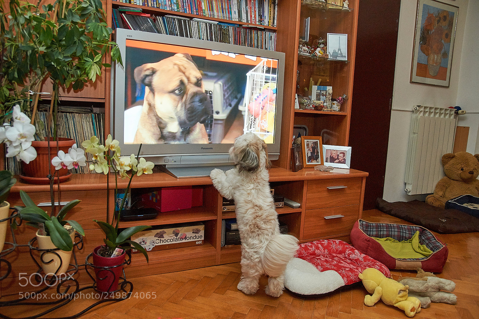 Sony SLT-A58 sample photo. Tv watcher photography
