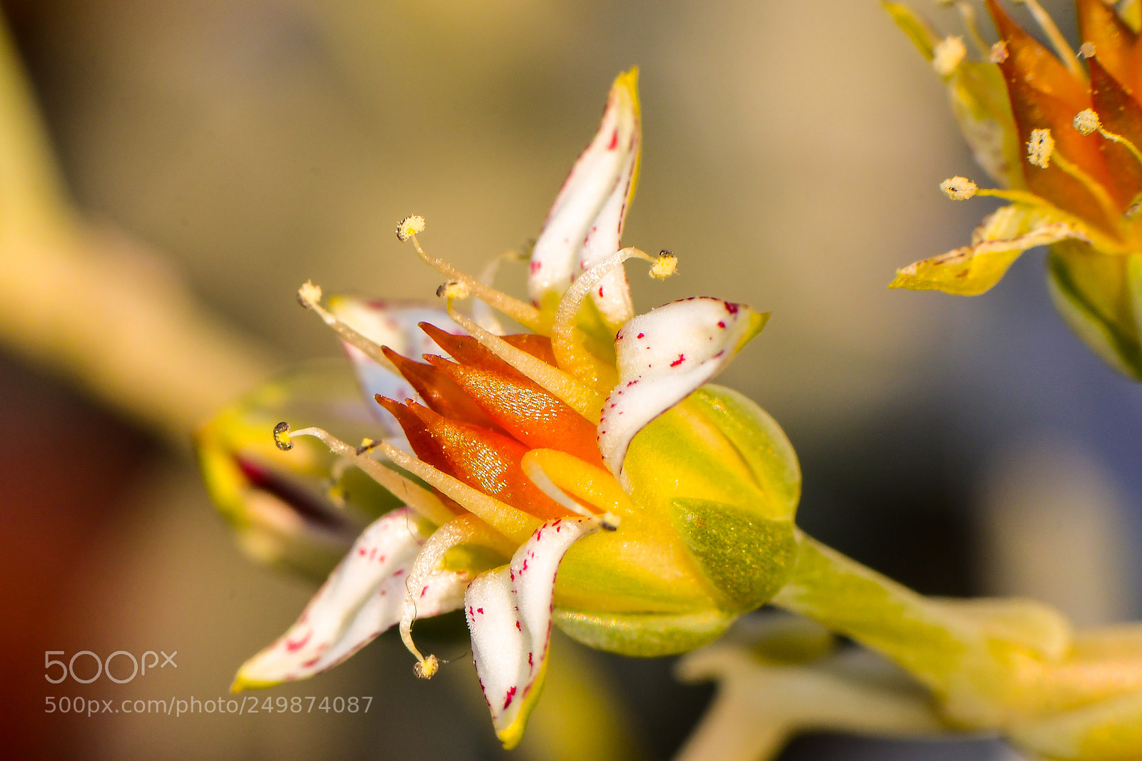 Nikon D500 sample photo. Gemstone flower photography