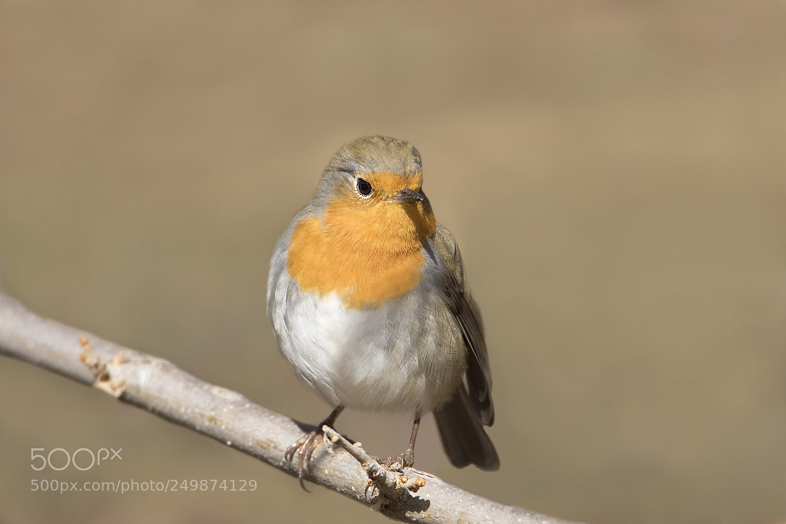 Canon EOS 7D Mark II sample photo. K z lgerdan european photography