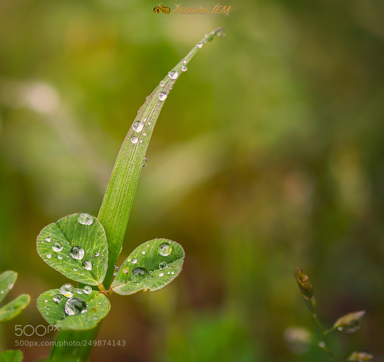 Nikon D5500 sample photo. Macro photography