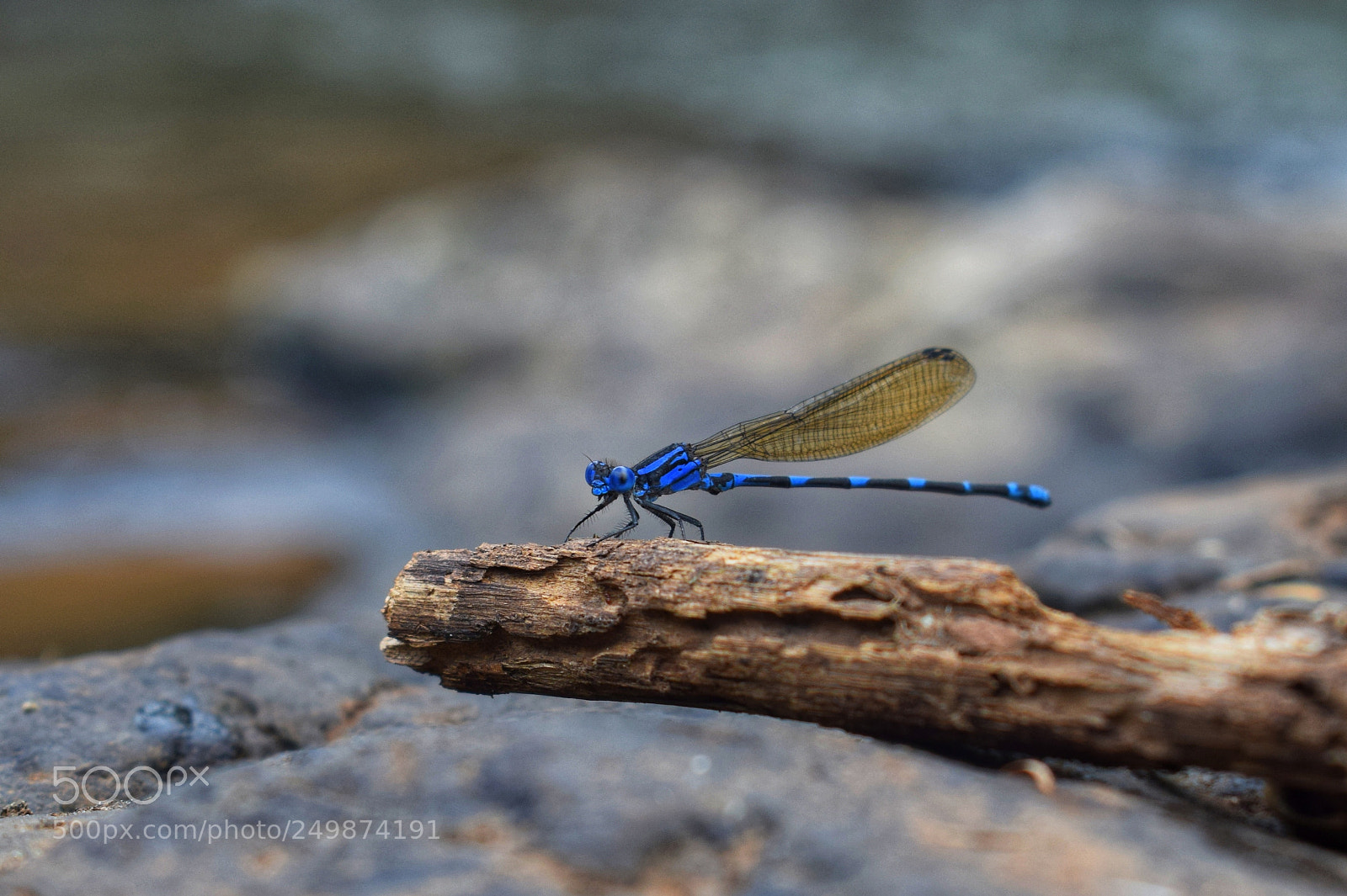 Nikon D5300 sample photo. Blue vibrations photography