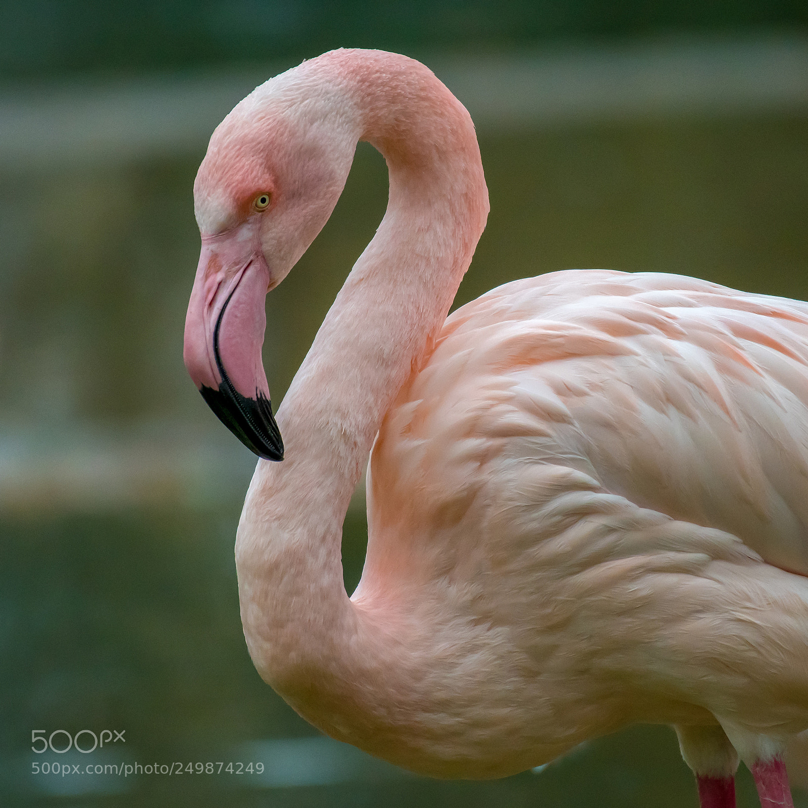 Nikon D500 sample photo. Flamingo photography
