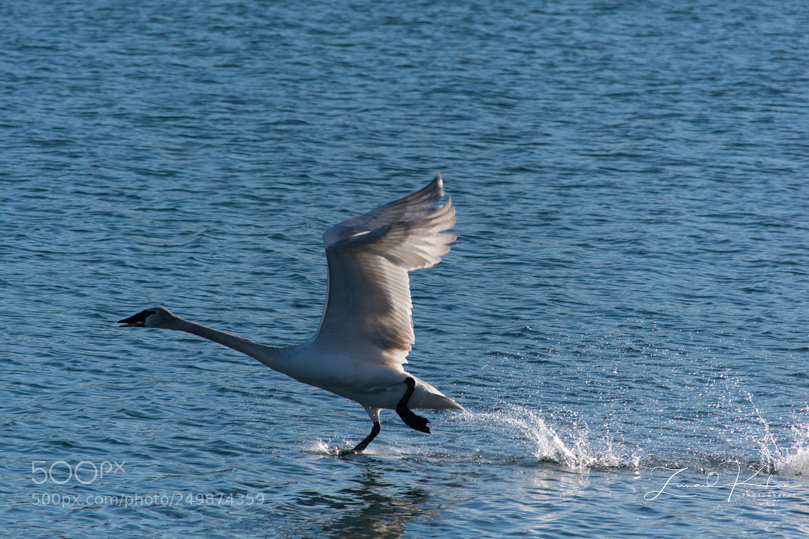 Nikon D3400 sample photo. Lift off photography