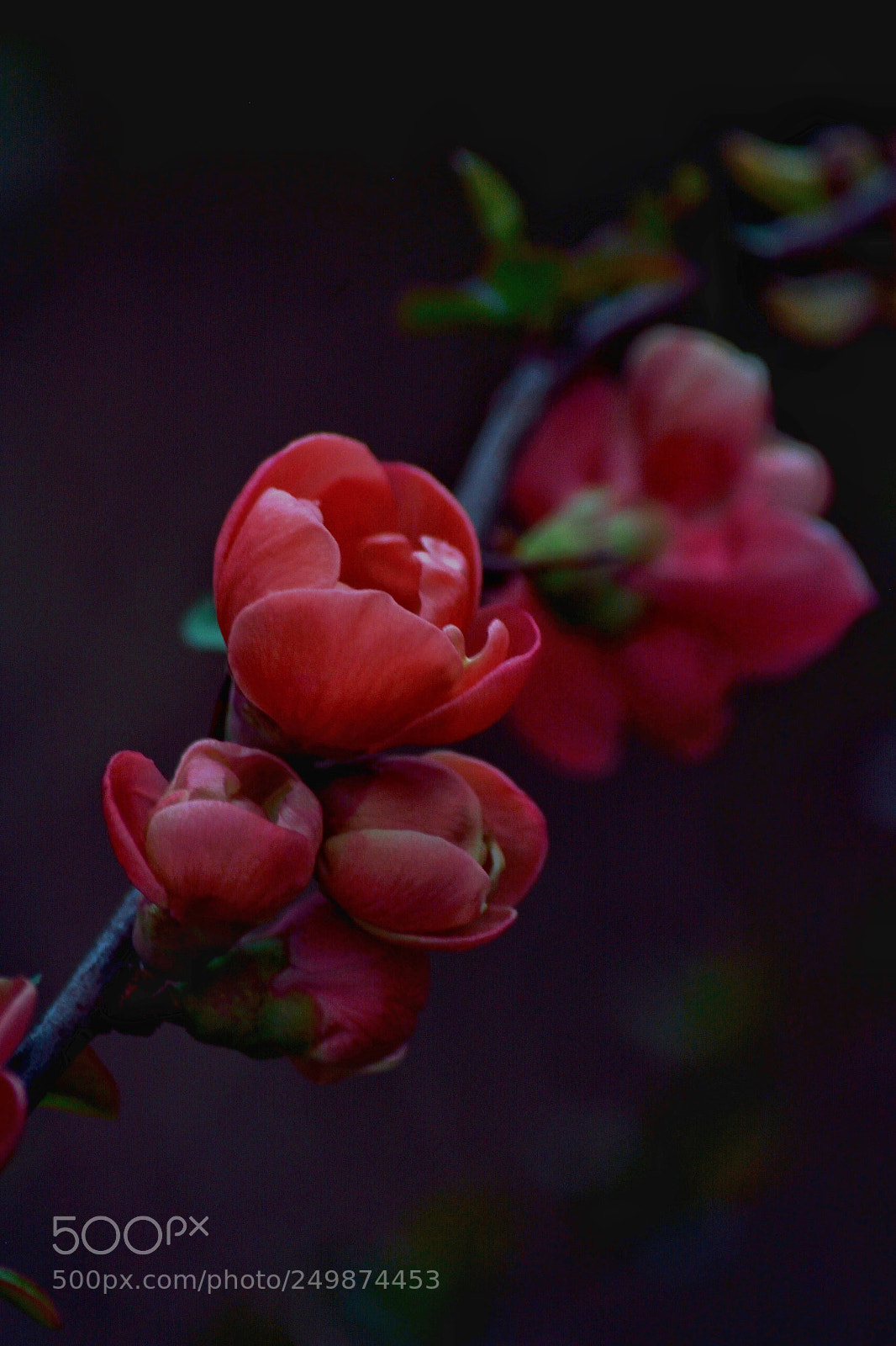 Nikon D5200 sample photo. Breath photography