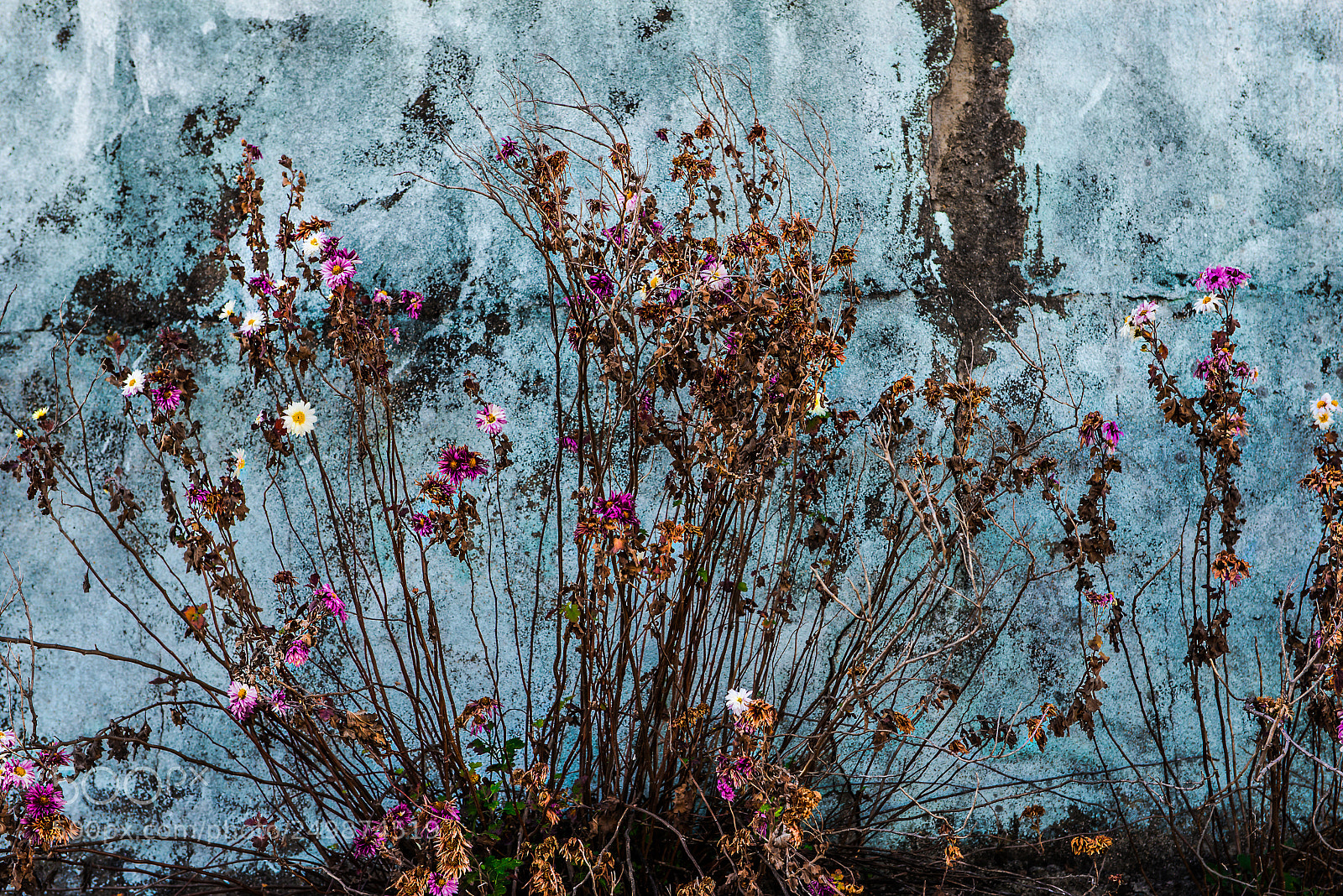 Nikon D800 sample photo. Flower10 photography