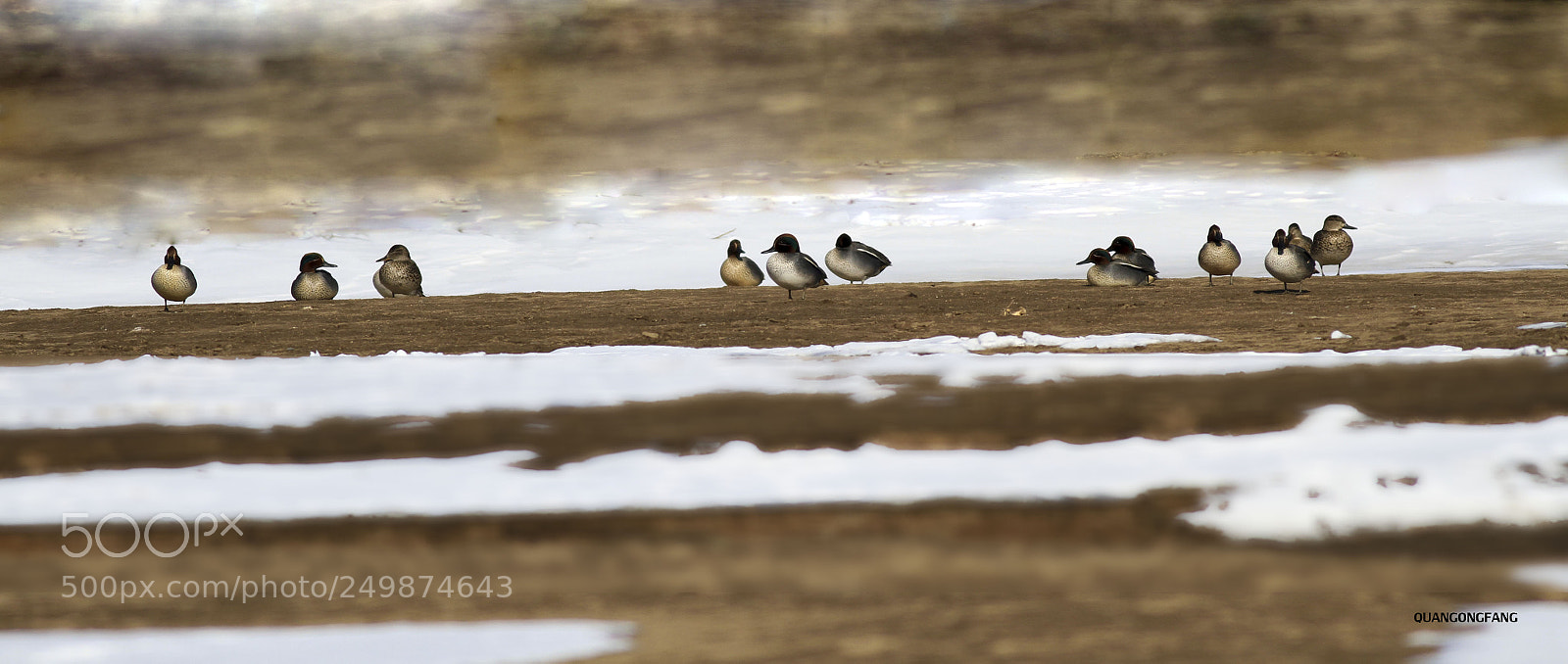 Canon EOS 7D sample photo. 野鸭wild duck photography