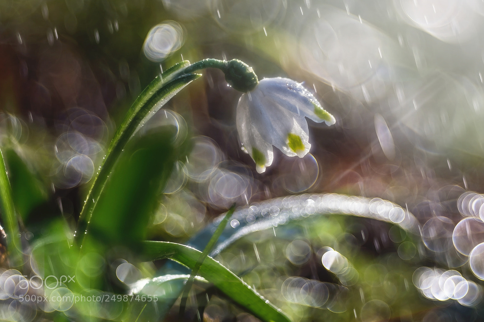 Fujifilm X-T2 sample photo. Campanellino... photography