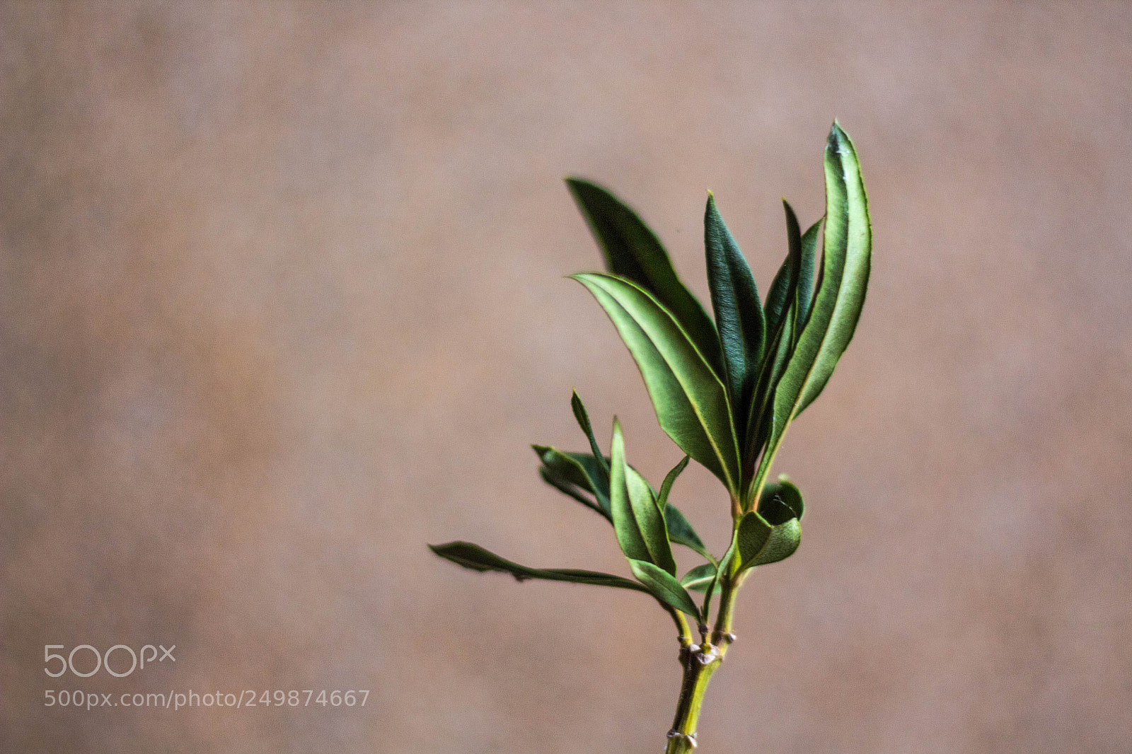 Canon EOS 1300D (EOS Rebel T6 / EOS Kiss X80) sample photo. Oleander leaves photography