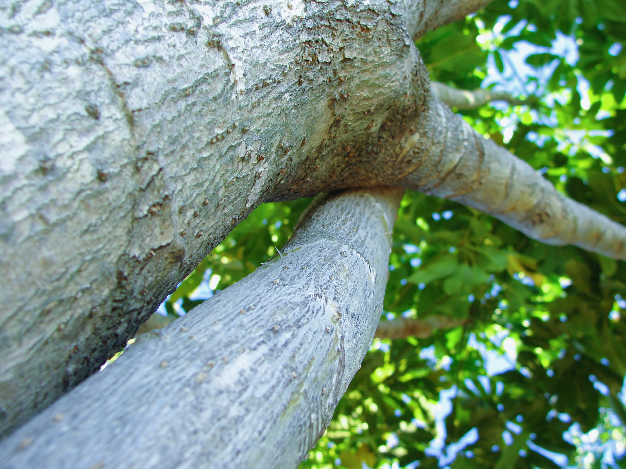 Sony Cyber-shot DSC-H20 sample photo. Arbre photography