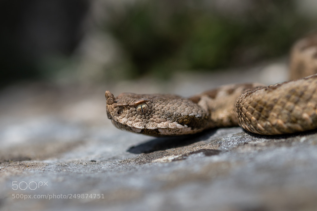 Canon EOS 80D sample photo. Vipera ammodytes photography
