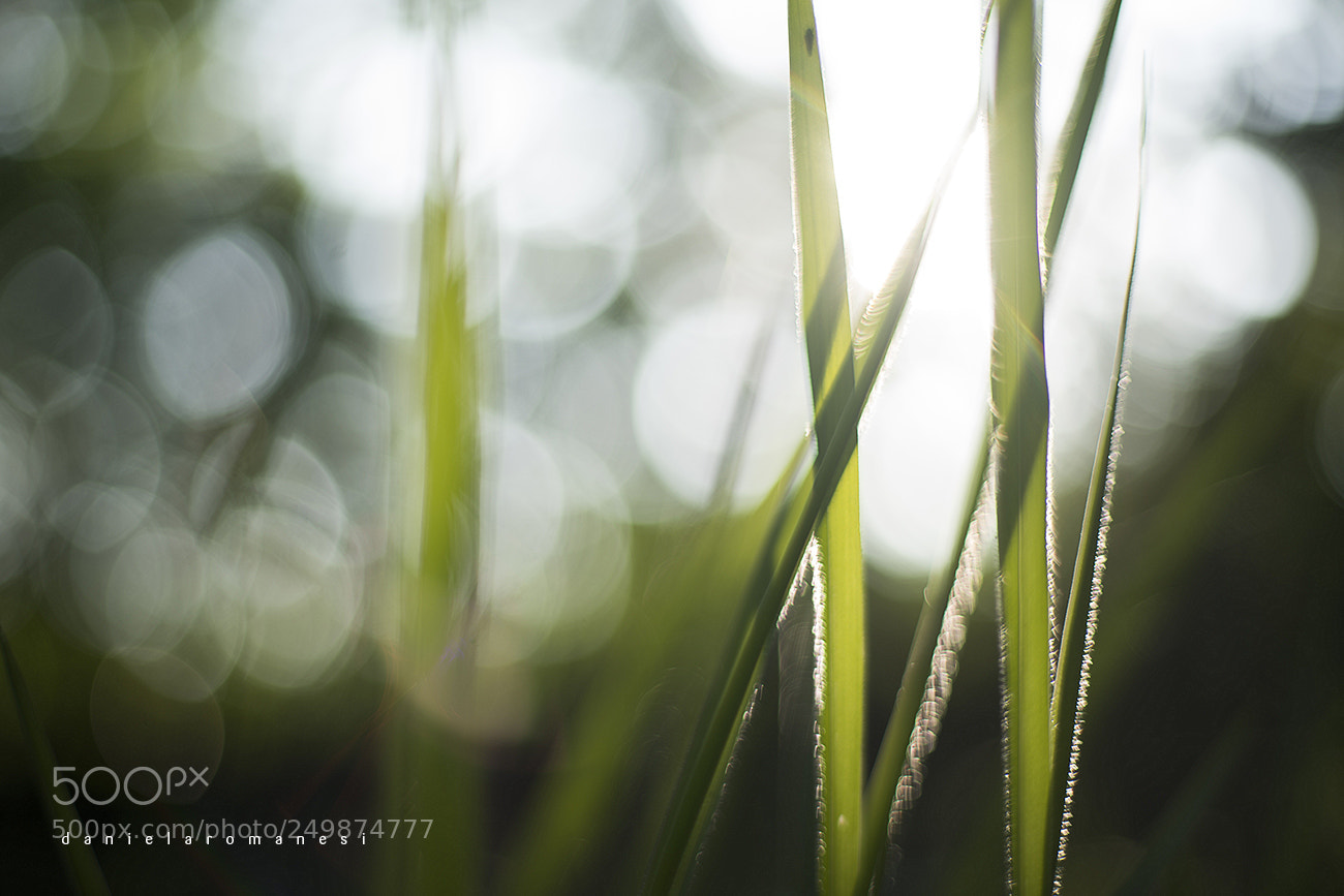 Sony a7R II sample photo. Entrelace photography