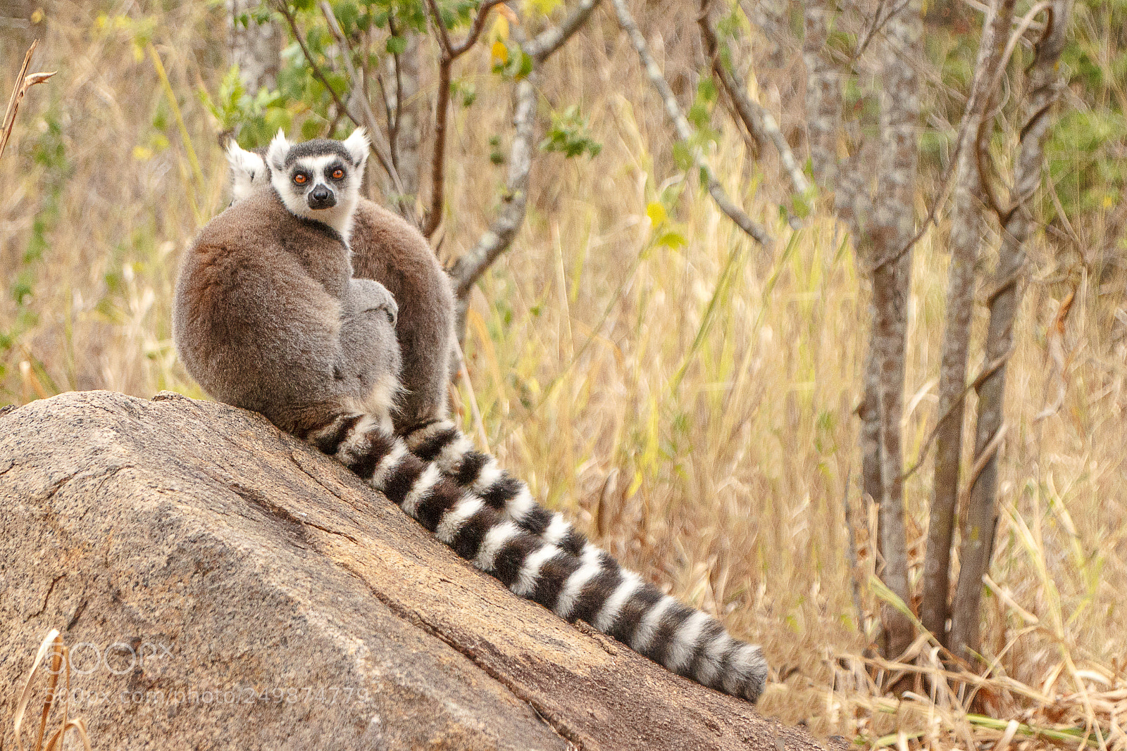 Canon EOS 600D (Rebel EOS T3i / EOS Kiss X5) sample photo. Lemur photography