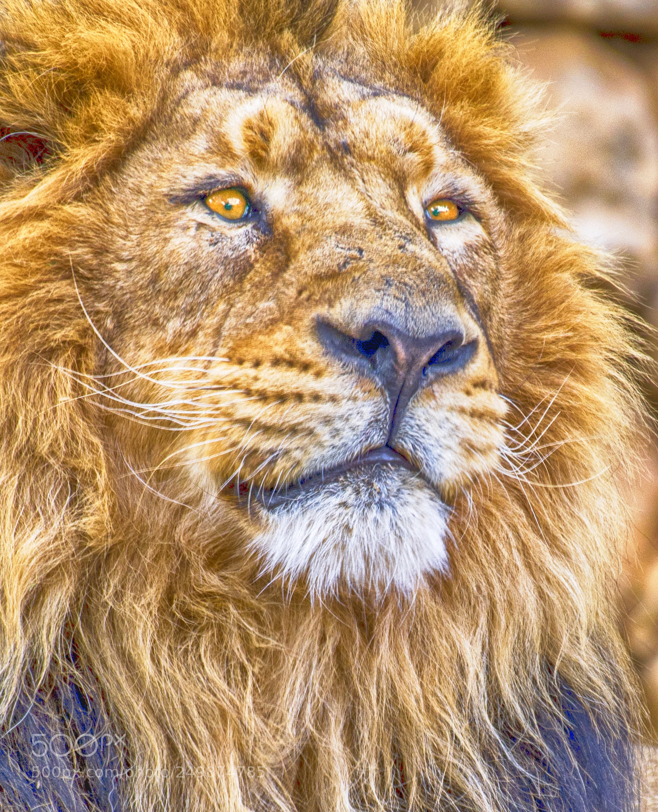 Nikon D7100 sample photo. Lion photography