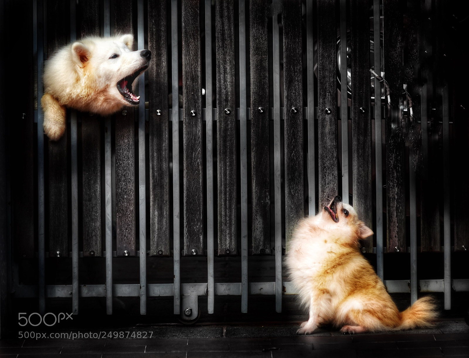 Nikon D810 sample photo. Kimi and chiro photography