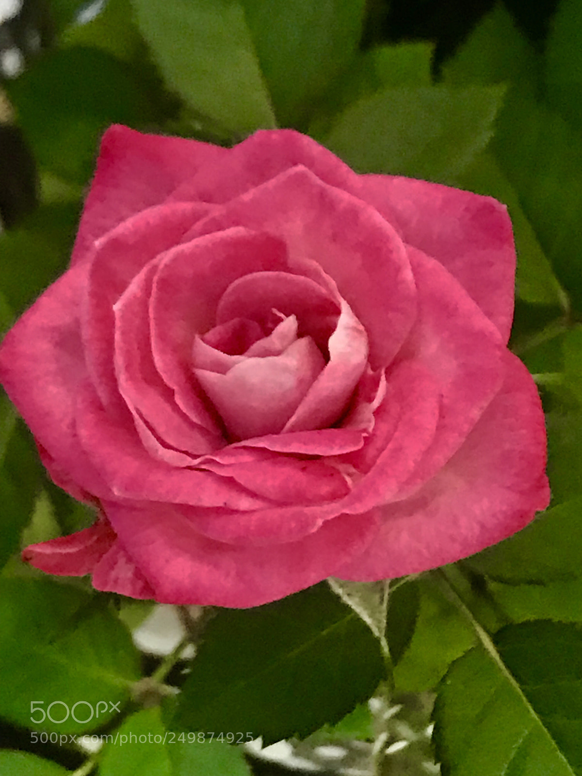 Apple iPhone 7 Plus sample photo. Red photography