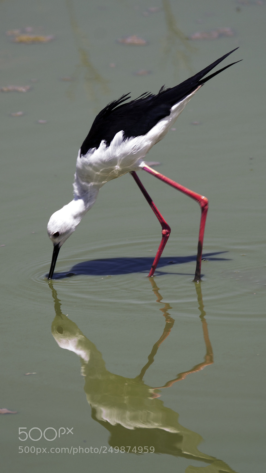 Nikon D500 sample photo. Ngorongoro black-winged stilt reflection photography
