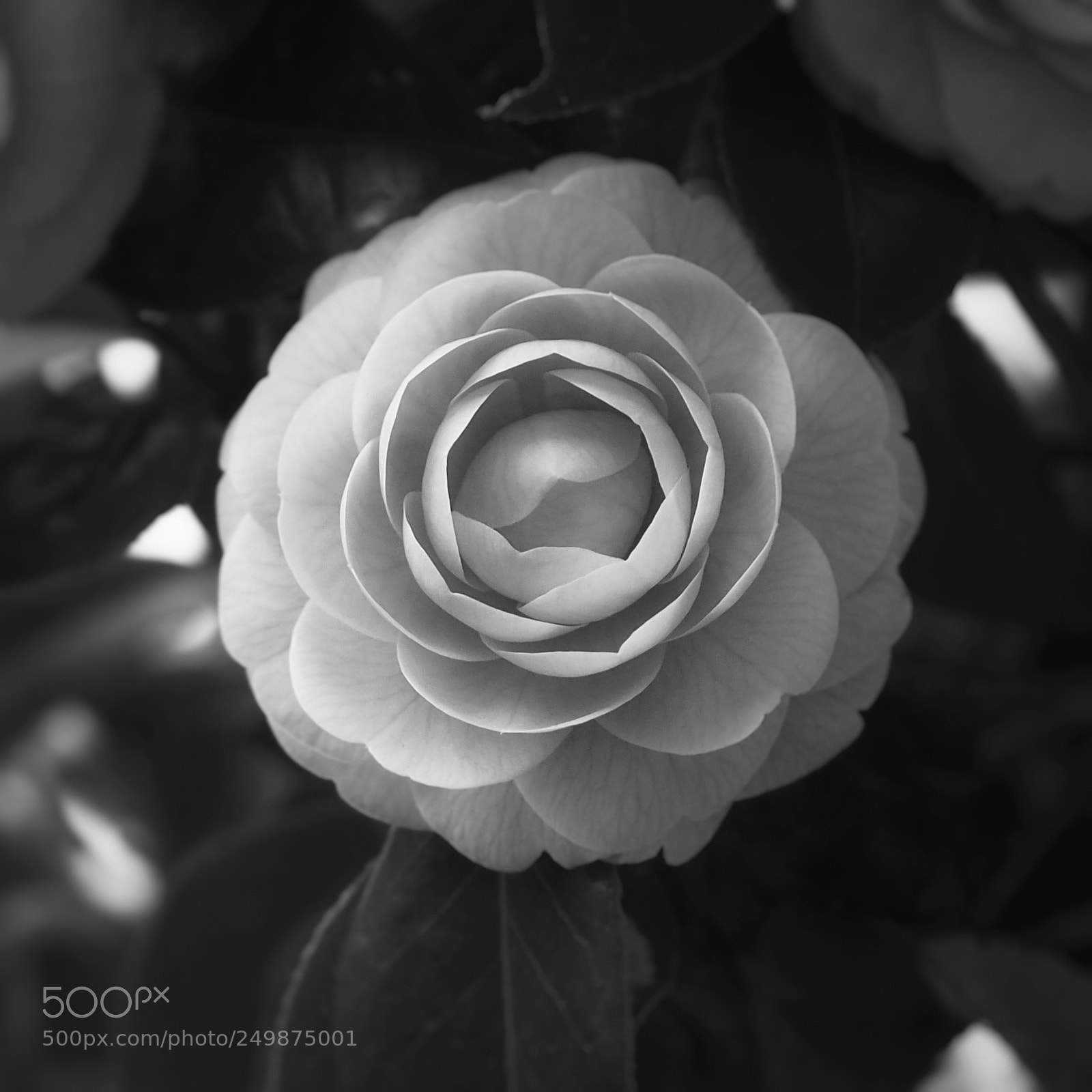 Olympus PEN-F sample photo. Camellia photography