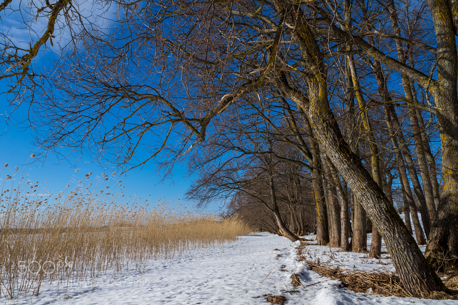 Nikon D610 sample photo. Landscape with trees on photography