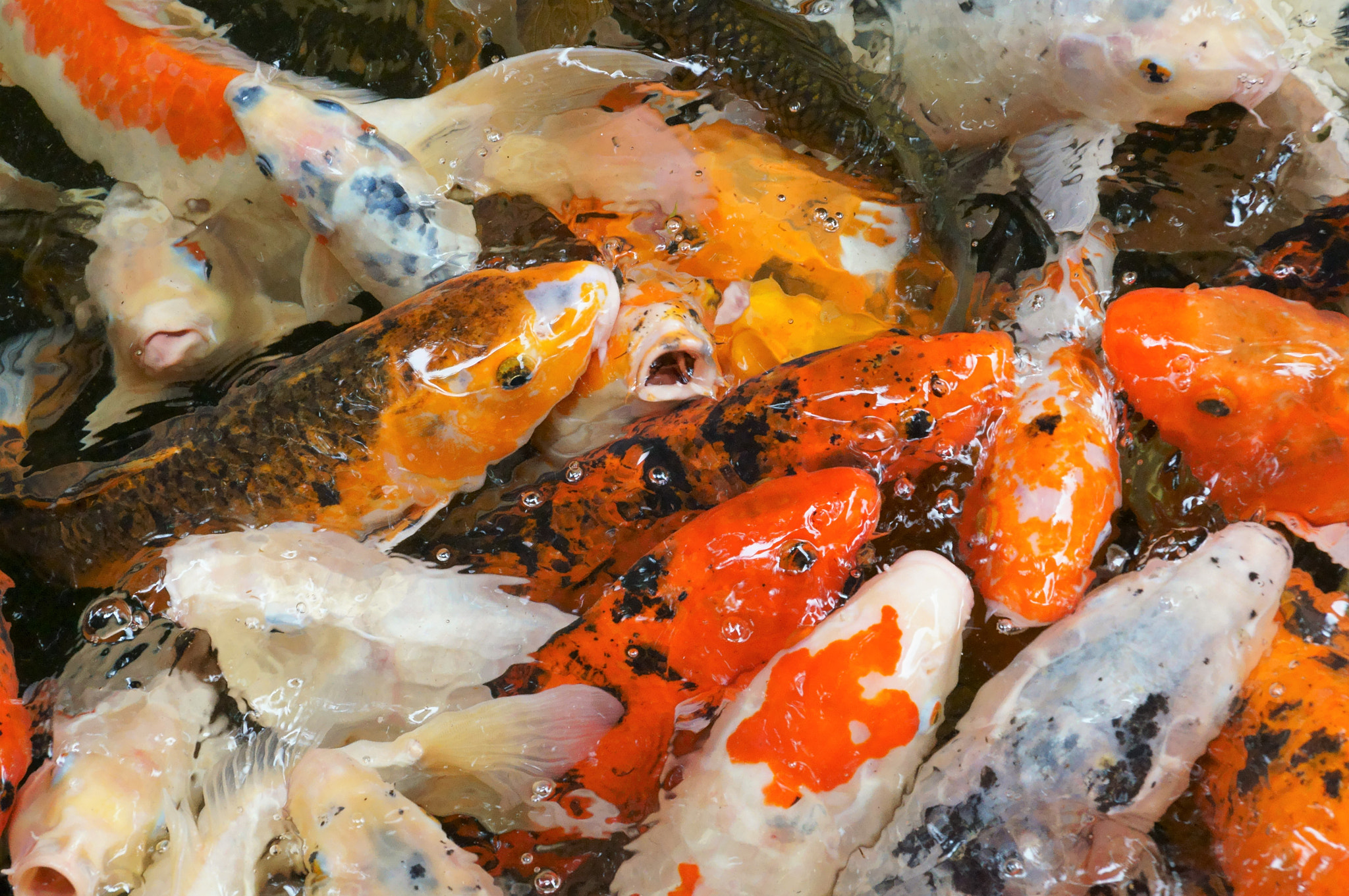 Sony DT 18-135mm F3.5-5.6 SAM sample photo. Eat! photography