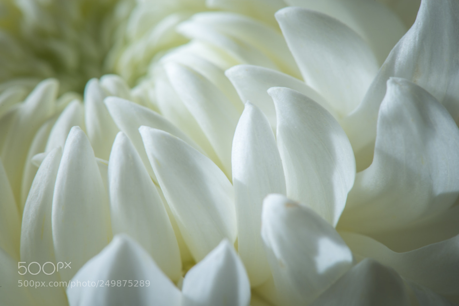 Nikon D800 sample photo. White chrysanthemum photography