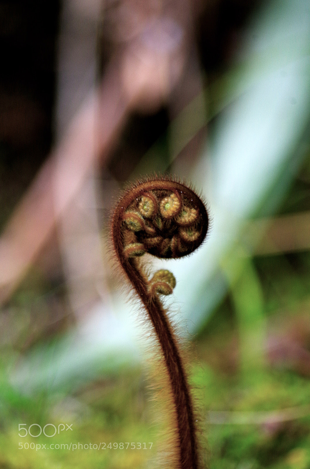 Pentax K-50 sample photo. Untitled photography
