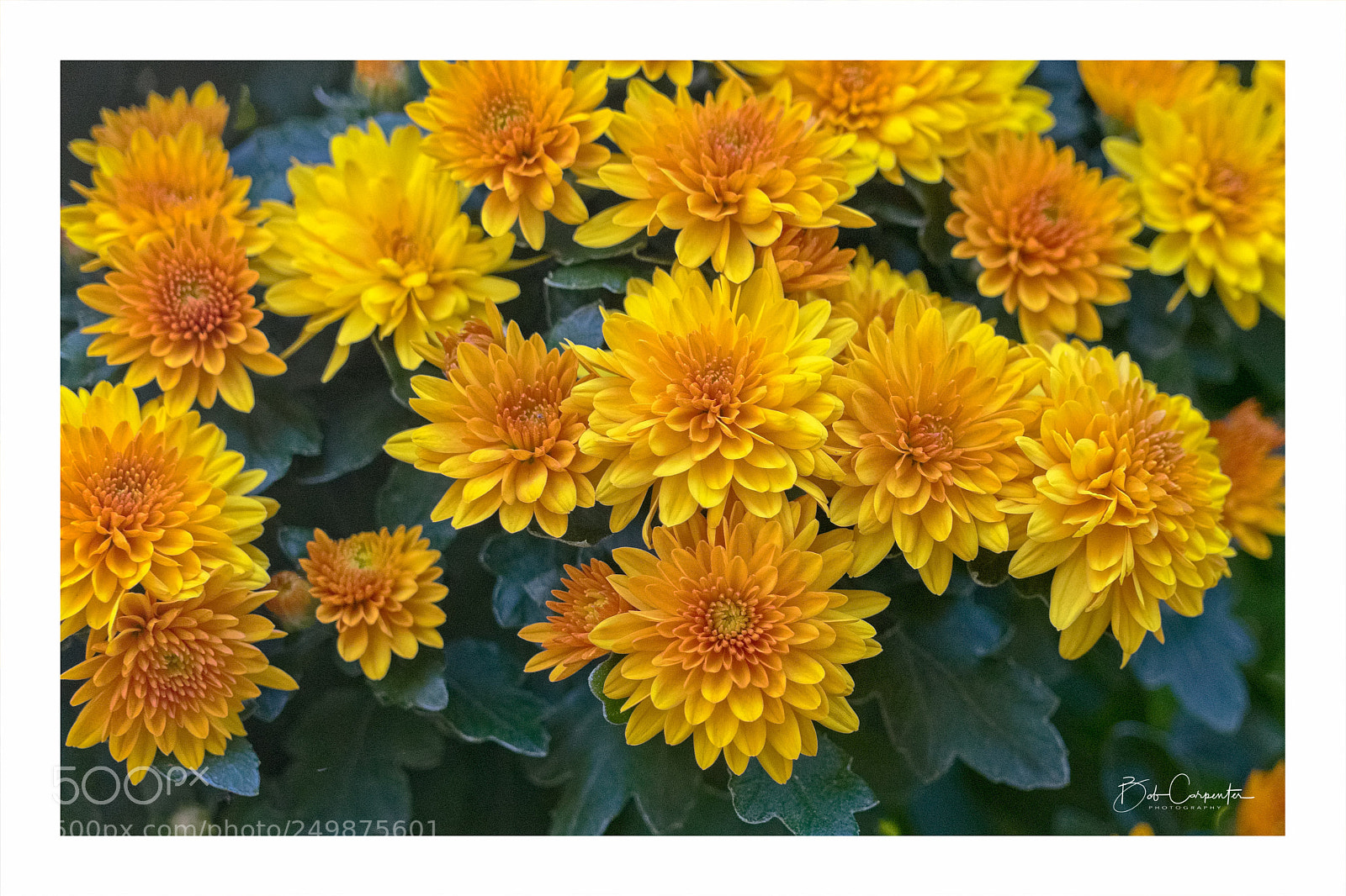 Sony a7 II sample photo. Nature's beauty photography