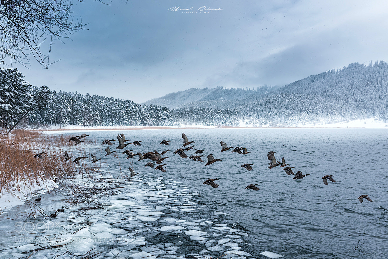 Nikon D810 sample photo. Winter tale 14 photography