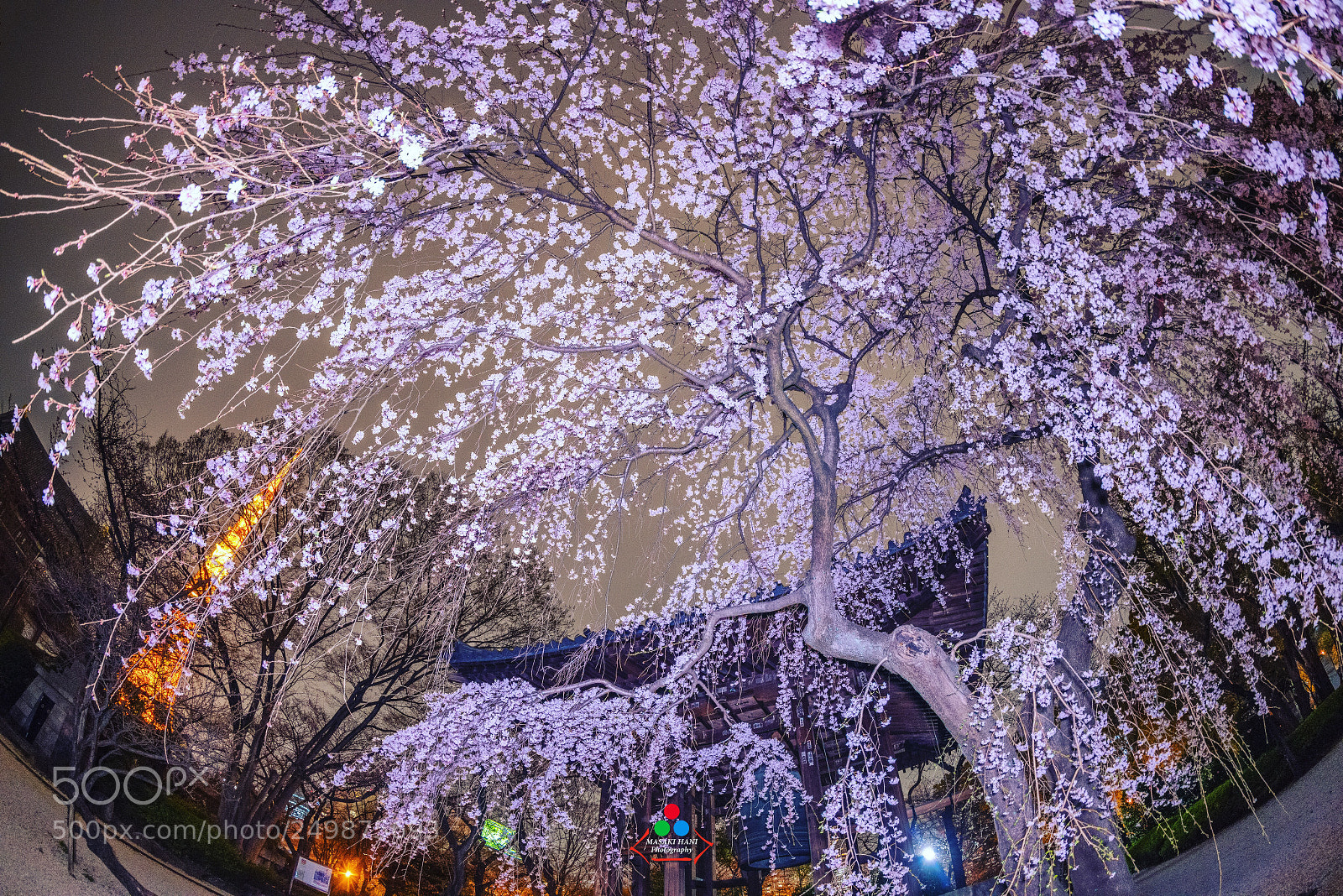 Nikon D850 sample photo. Tokyo tower & cherry blossom photography