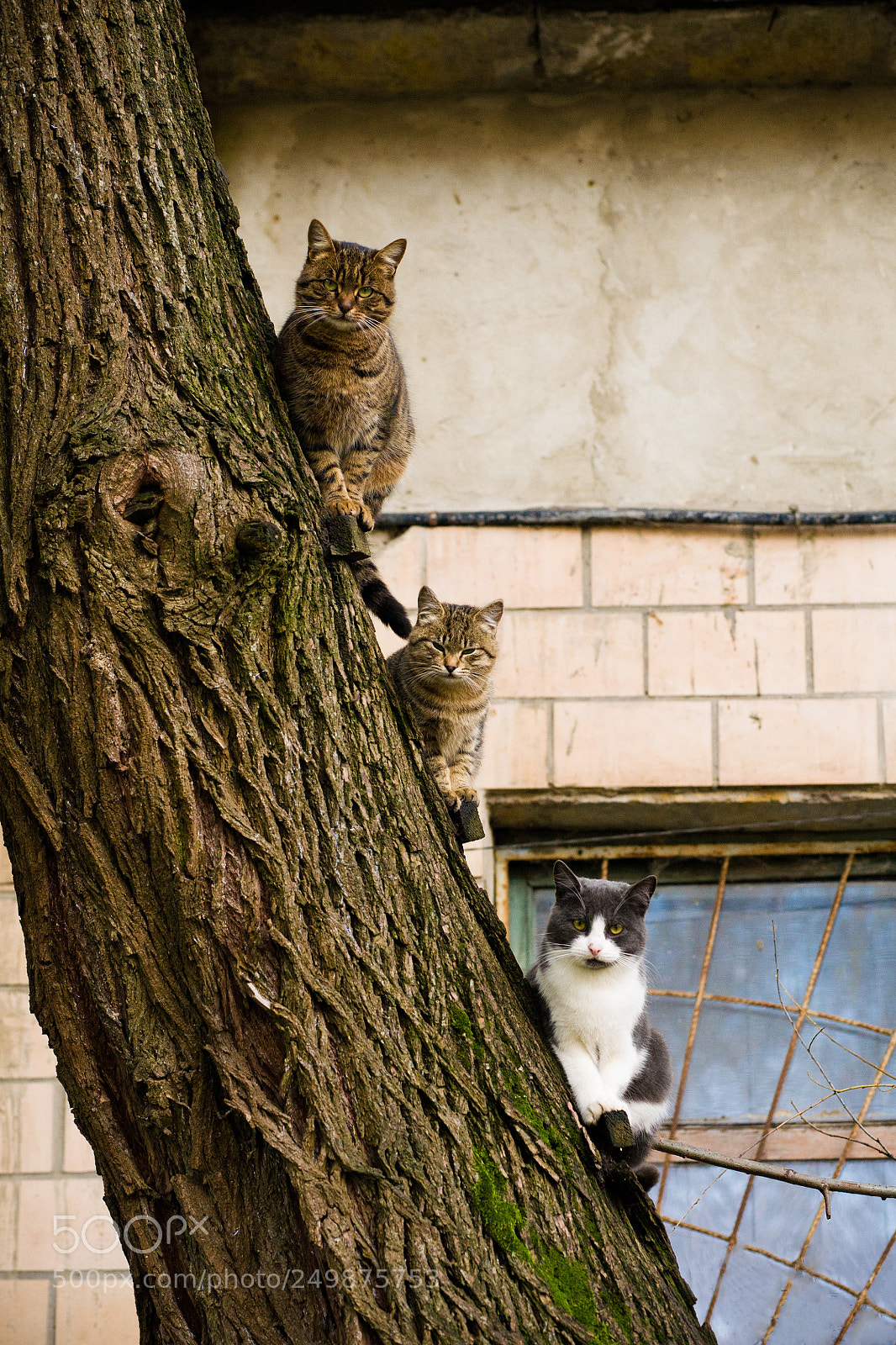 Canon EOS 5D sample photo. Cats photography