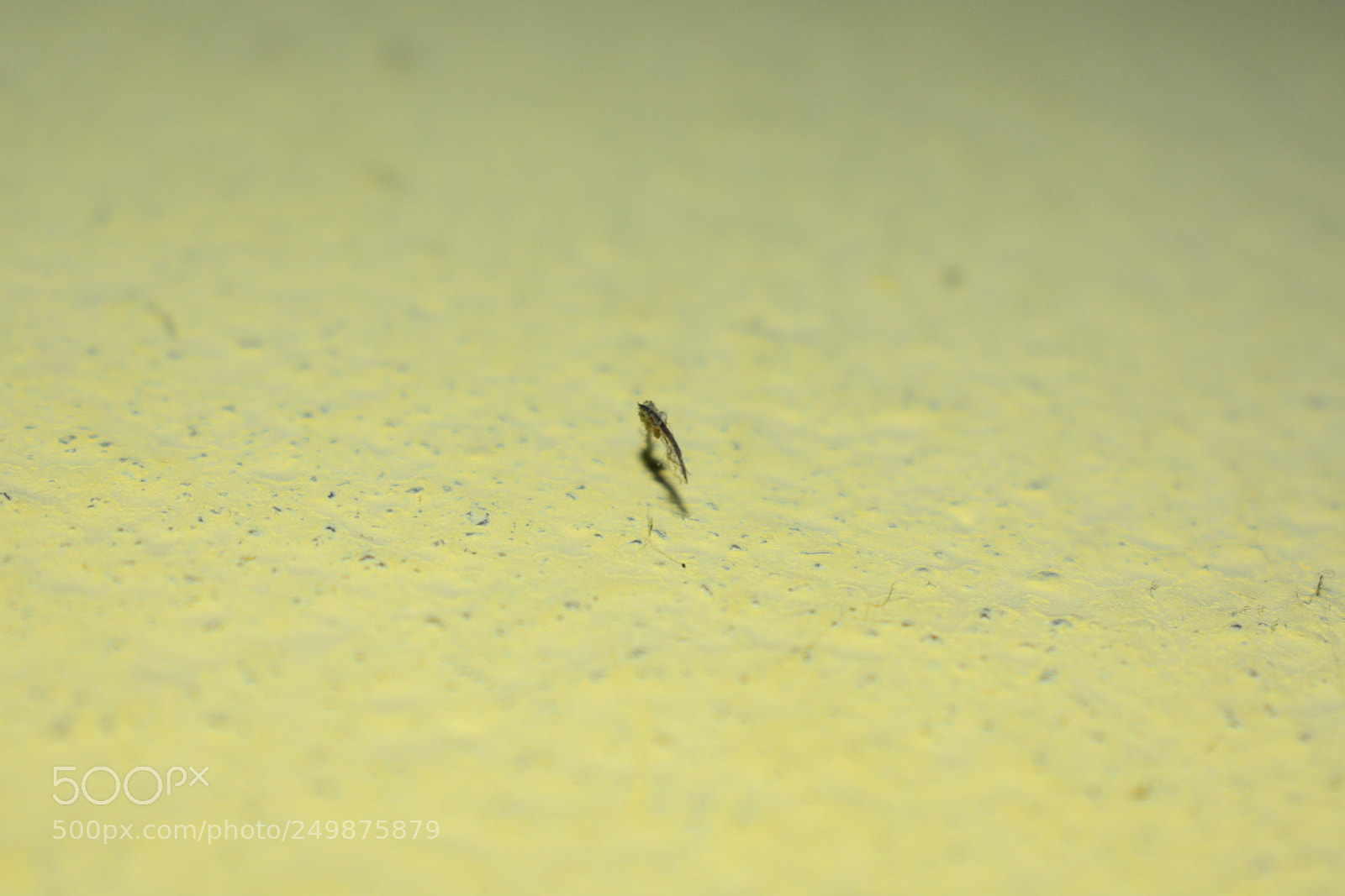 Nikon D3400 sample photo. Alone photography