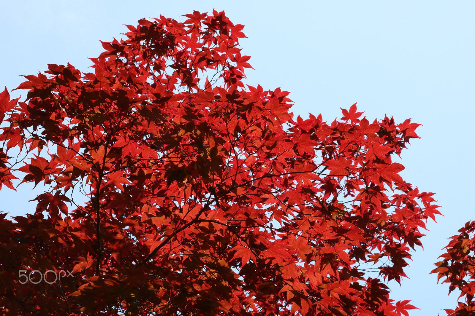 Canon EOS 760D (EOS Rebel T6s / EOS 8000D) sample photo. Maple leaf photography