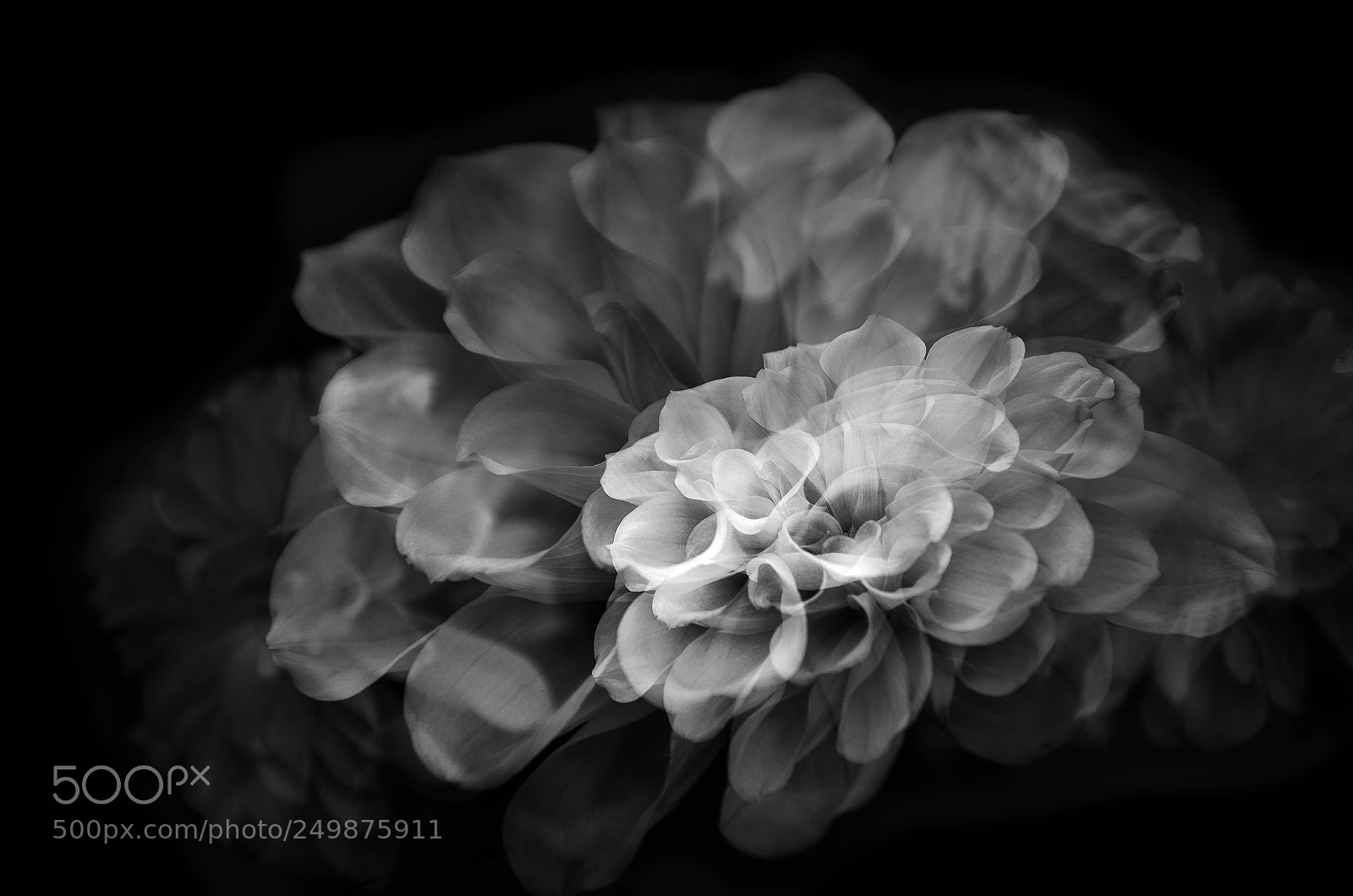 Nikon D7000 sample photo. Flower photography