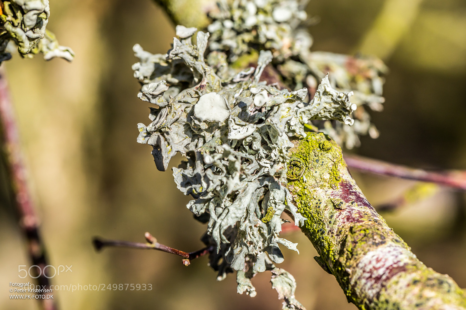 Canon EOS 6D Mark II sample photo. Tree photography