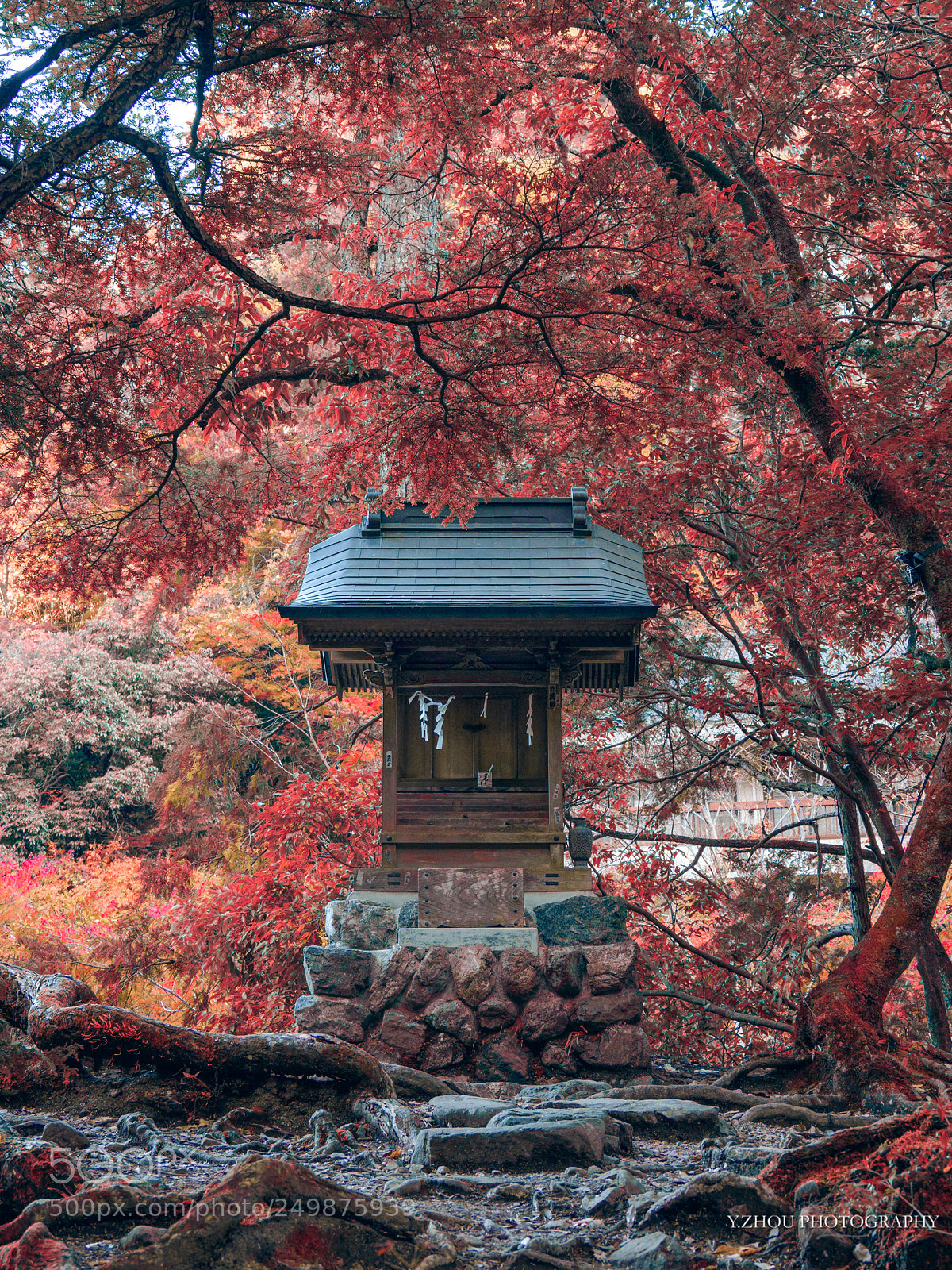 Olympus OM-D E-M1 Mark II sample photo. Faux red photography