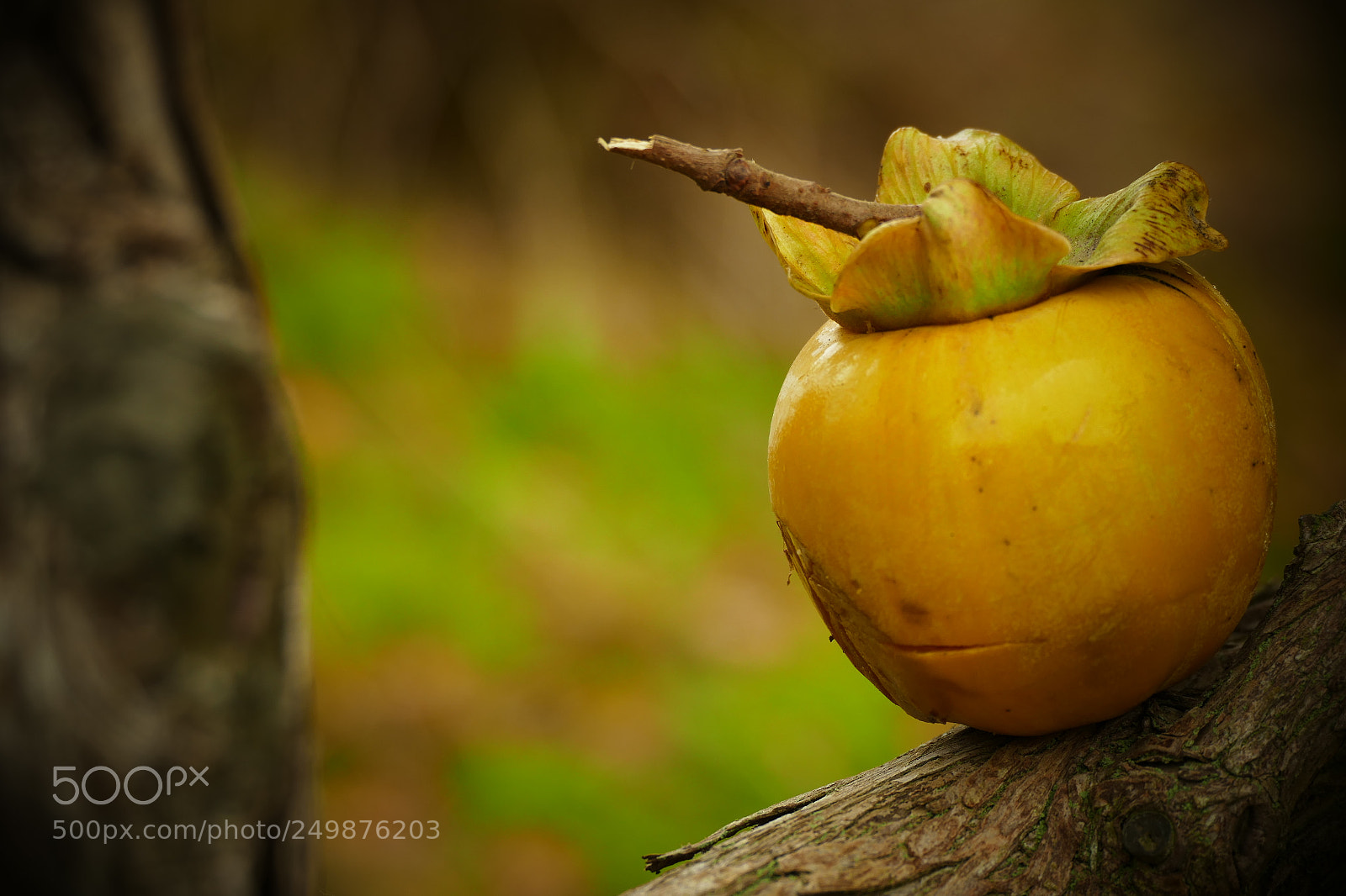 Panasonic Lumix DMC-FZ1000 sample photo. Persimmon photography