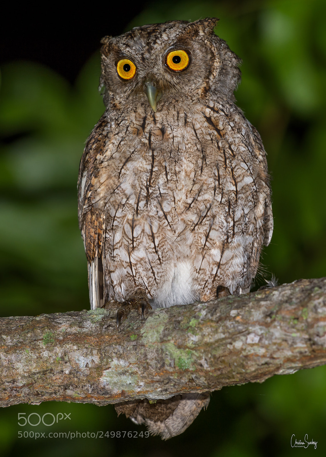 Nikon D4 sample photo. Pacific -screech -owl photography