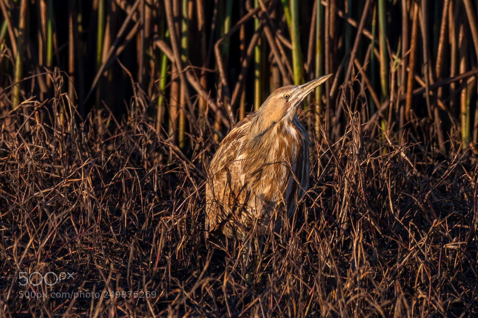 Nikon D500 sample photo. American bittern standing in photography