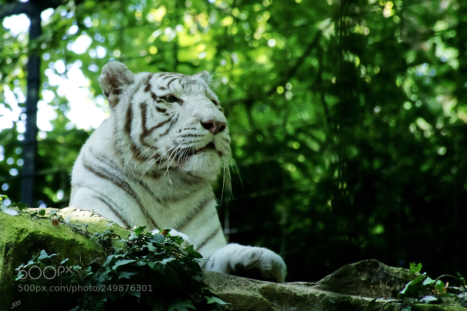 Nikon D7100 sample photo. White tiger photography
