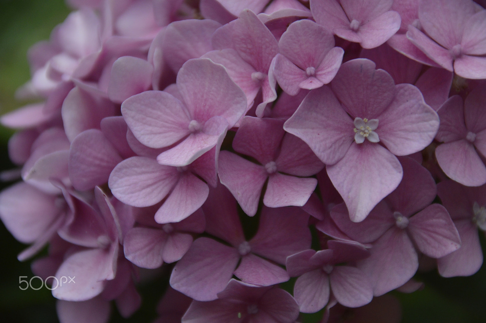 Sigma 18-250mm F3.5-6.3 DC Macro OS HSM sample photo. Beautiful flowers photography