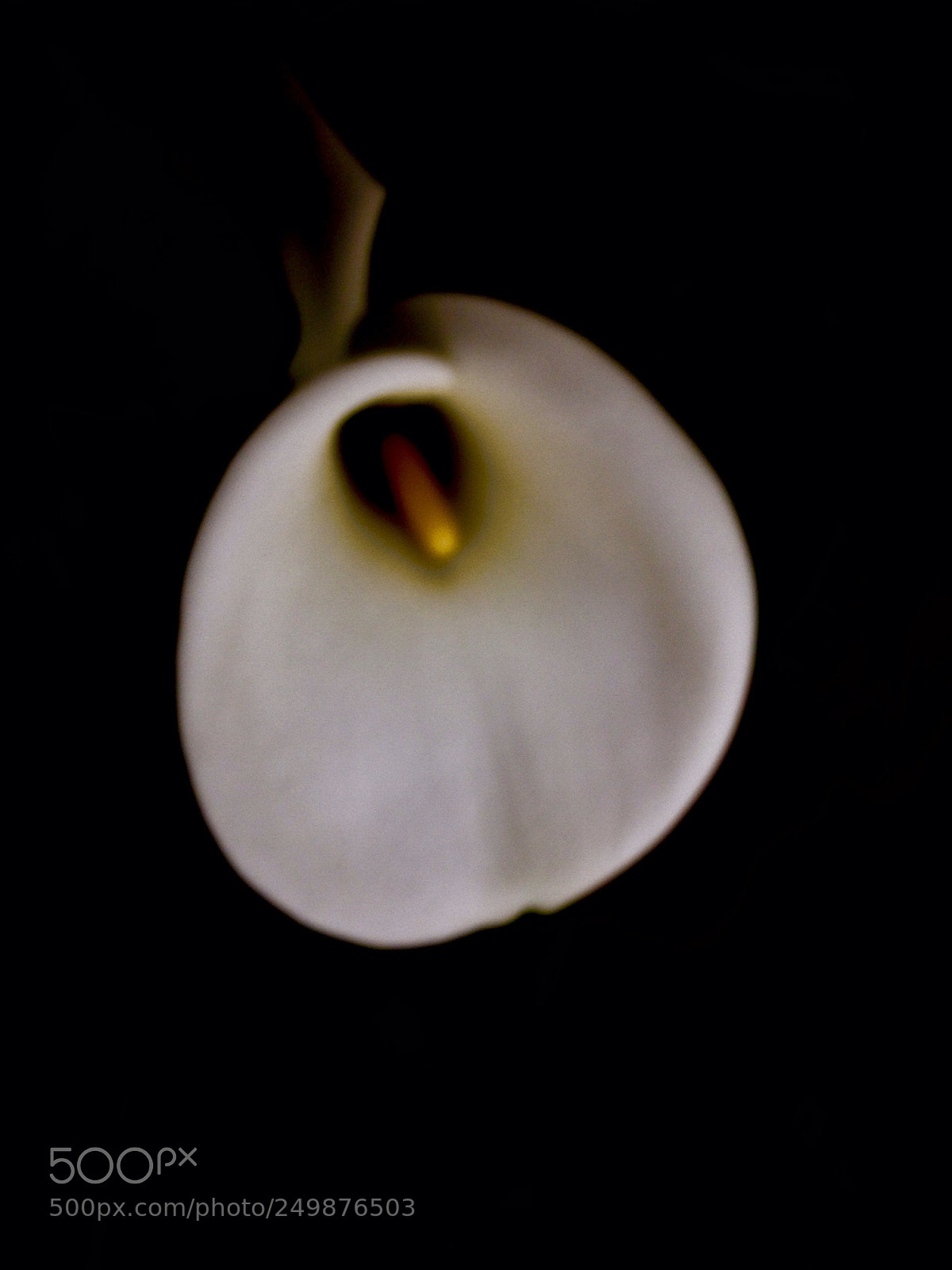 Apple iPhone 5 sample photo. Flower photography