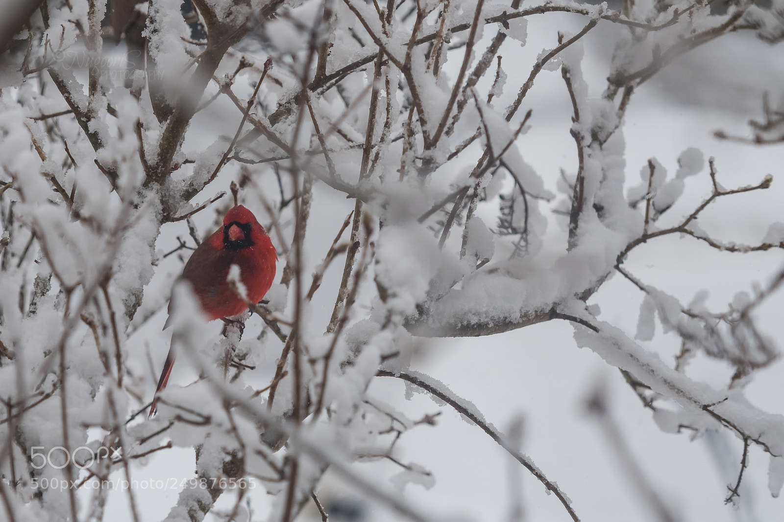 Nikon D500 sample photo. Red in white photography