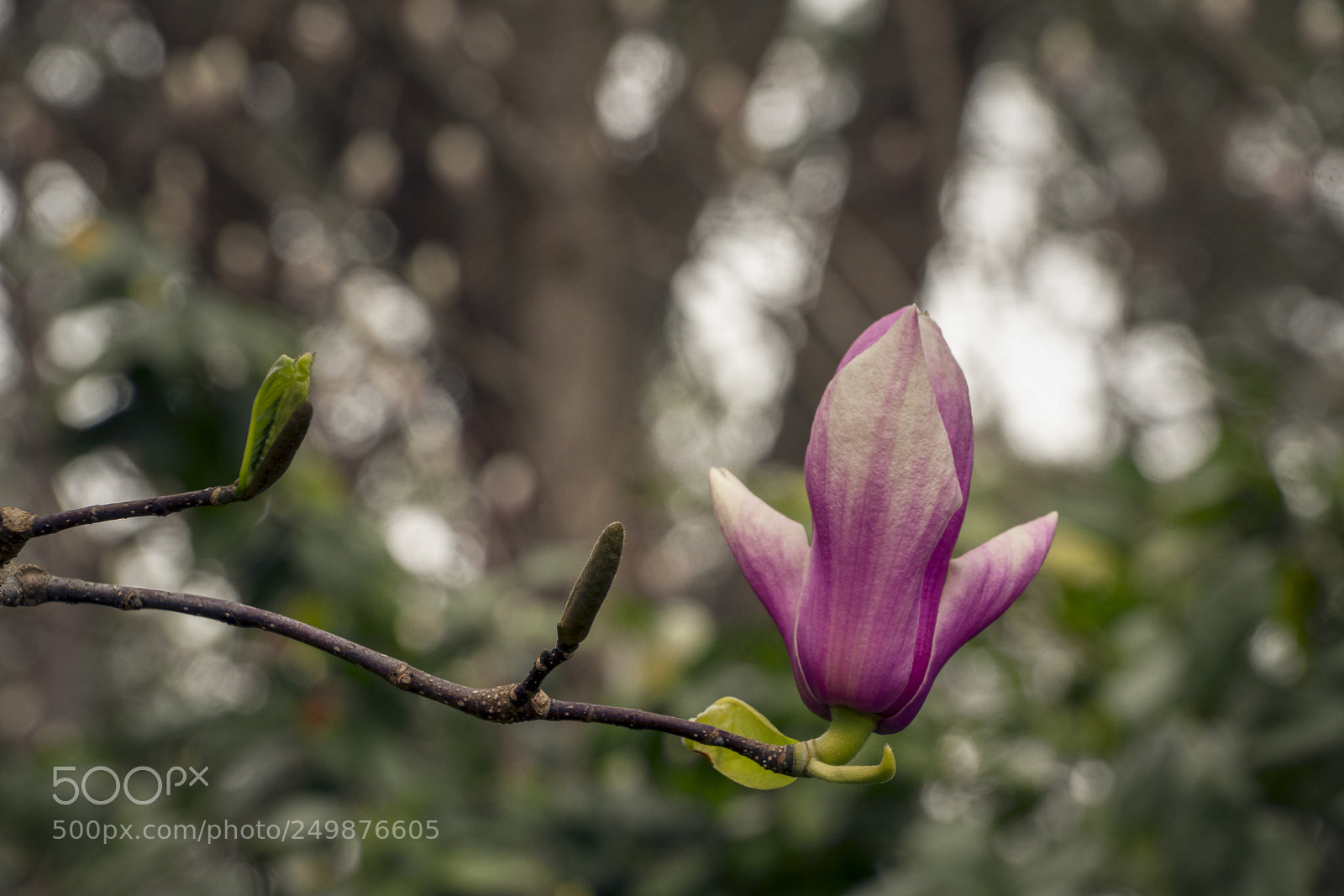 Sony a7R III sample photo. Magnolia blossom photography