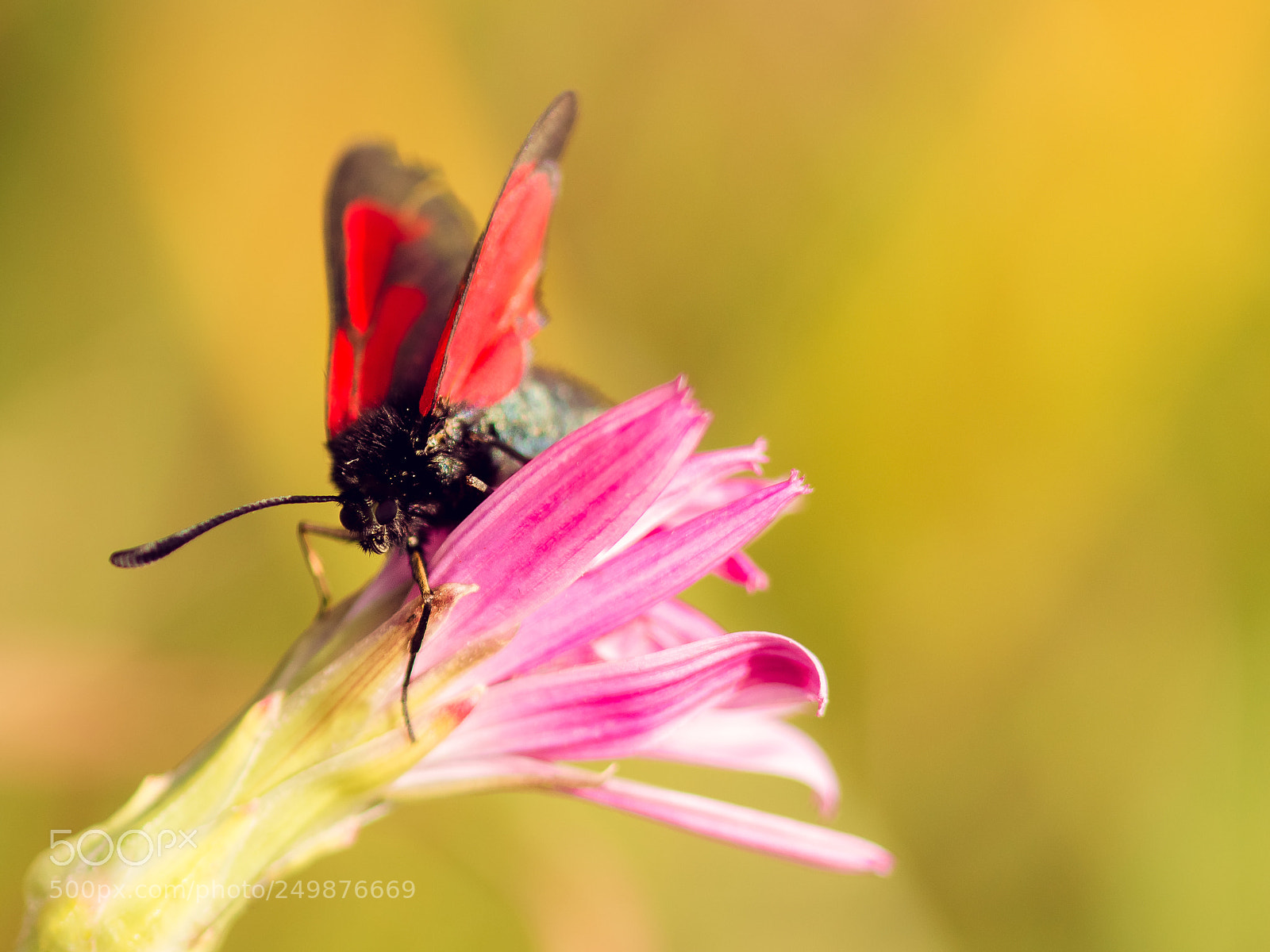 Canon EOS 600D (Rebel EOS T3i / EOS Kiss X5) sample photo. Aggression photography